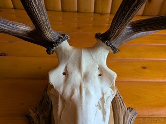 Zhody,parohy,parožie, trofej - 5