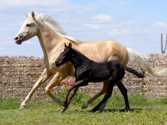 Appaloosa kobyla - 5