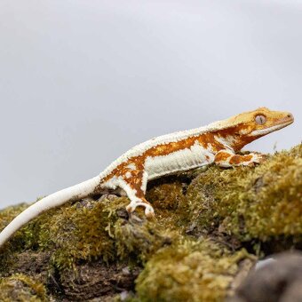 Pagekón riasnatý z chovu GeckoSVK - 5