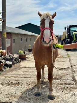 Predám kobylu - chladnokrvník - 5
