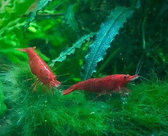 Krevetky (Caridina + Neocaridina)+rastlinky - 5
