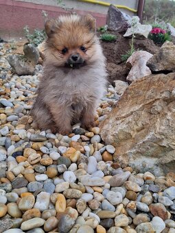 Oranžový špic -Pomeranian - 5