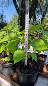 Katalpa nádherná (Catalpa speciosa) - 5