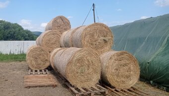 Lis na guľaté balíky - 5