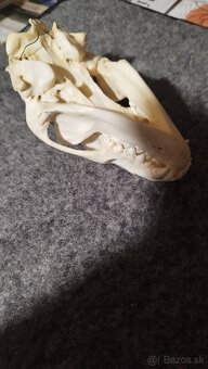 Predám lebku jazveca parožie, zhody, trofeje. - 5