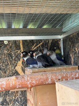 Agapornis Skraboskovy - 5