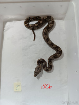 Predam Boa Constrictor - 5