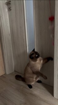 Škótsky kocúr na krytie - 5