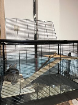 Činčila samček - 5