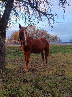 Rok a pol stará kobyla x Norik Muransky - 5
