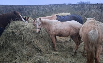 Roční qh hřebeček reining původ - 5