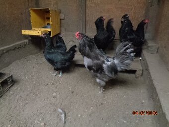 Ameraucana-násadové vajcia - 5