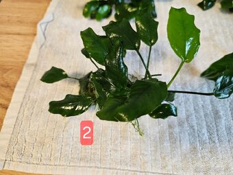 Razbora galaxy, anubias - 5