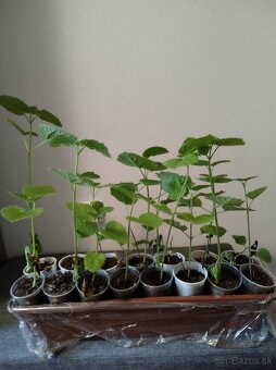 Paulownia semienka - 5