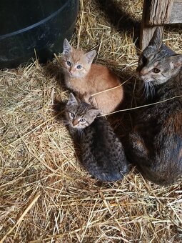 Darujem mačiatka - 5