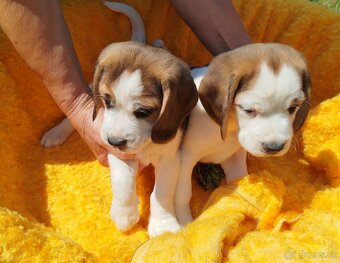 Krásne šteniatka Beagle (Bígl) - 5