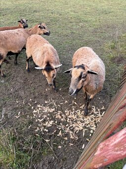 Kamerunské ovce - 5