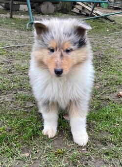 Kolia dlhosrstá - 5