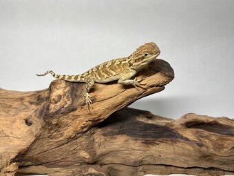 Predám agamy trpasličie ( Pogona Henrylawsoni ) - 5
