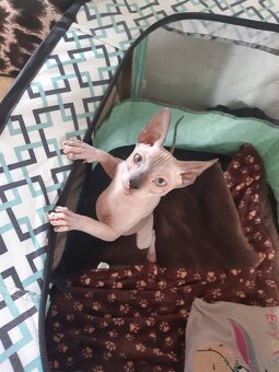 Don Sphynx Kocúrik - 5
