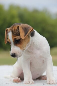 Jack Russel Terier - 5