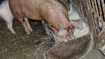 Predám kančeka - 5