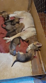 Československý Vlciak - 5