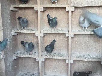 HOLUBY -   Košický vysokolleúň. - 5