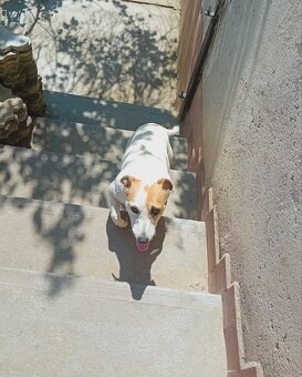 Jack Russell šteniatka - 5