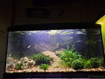 Predám akvária cca 60l - 5