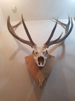 Predám jelenie parohy - 5