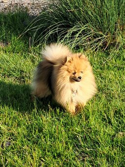 Pomeranian - 5