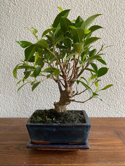 Fikus Ficus Retusa bonsaj3 - 5