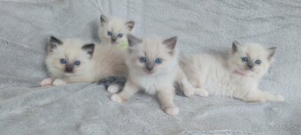 Predám Ragdoll - 5