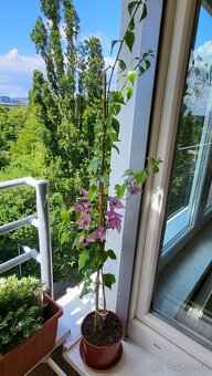 Bugenvilea (Bougainvillea) - 5