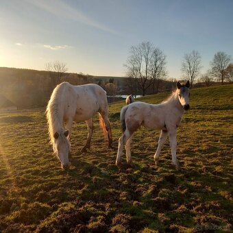 Letošní hřebeček Appaloosa FPD 100% - 5