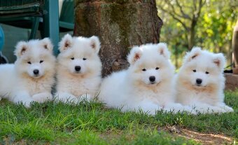 Samojed s PP LA TORRE ROJA - 5