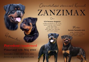 Rotvajler, Rottweiler s PP - 5