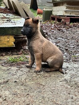 Belgický ovčiak - Malinois - 5