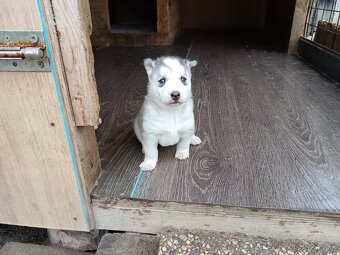 Sibírsky husky - 5