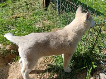 Sibírsky husky - 5