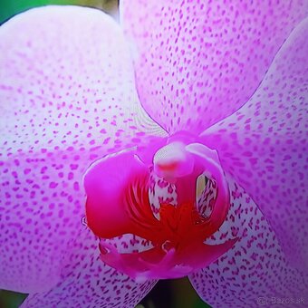 Samsung 55(138cm) smart led tv - 5