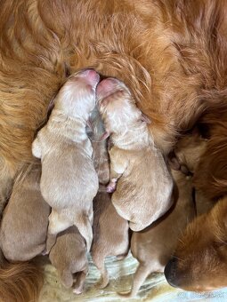 Zlatý retriever šteniatka - 5