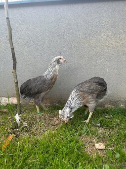 Araucana strieborna - 5