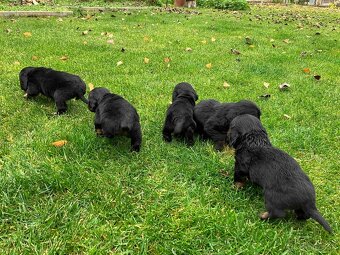 Jazvecik Dlhosrsty - 5