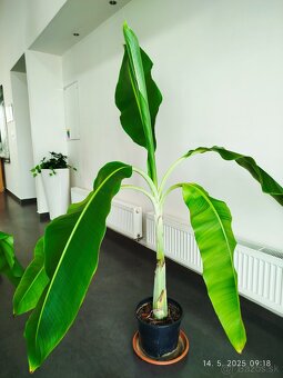 Raritny Bananovnik Snežný - Ensete Glaucum s bielym kmenom - 5
