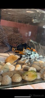 Koi kapre - 5