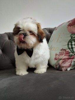 Shih tzu - 5
