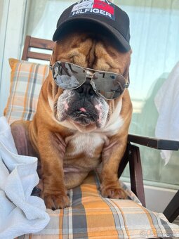 Anglicky Bulldog s PP na KRYTIE, buldog, Buldok , - 5