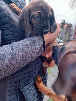 Bavorský farbiar - 5